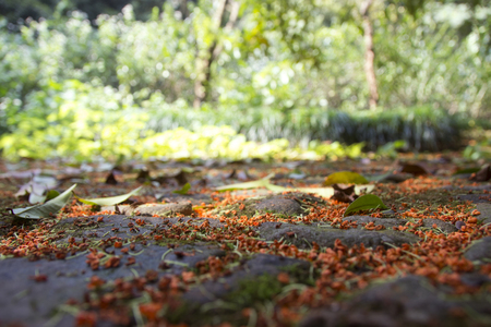 Covered ground osmanthusの写真素材