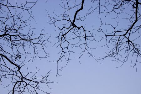 branchesの写真素材