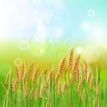 Shiny bright wheat background. Vector illustrationのイラスト素材