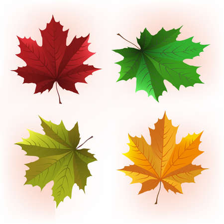 Decorative maple leaf in green and red coloursのイラスト素材