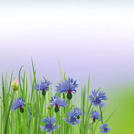 The illustration of beautiful cornflower background. Vector image.のイラスト素材