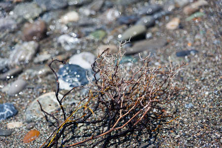 beach plantの写真素材