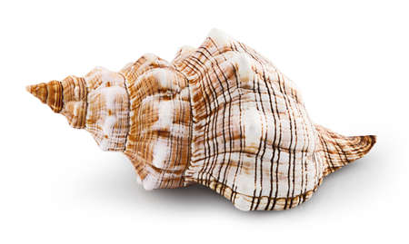 sea shell