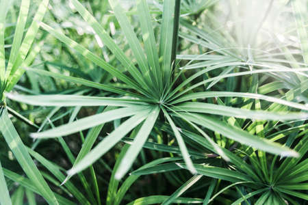 green palm leaves on a background of a bushの写真素材