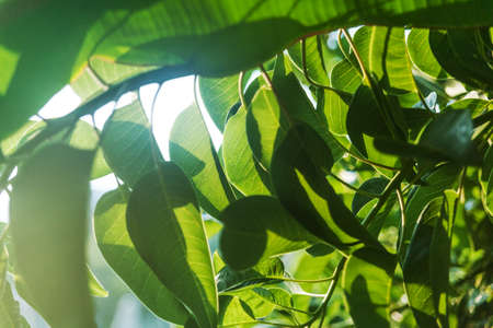 Green fresh leaves of rubber plant bushの写真素材