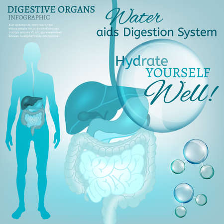 Water is the driving force of all nature. Vector illustration of bio infographics with human digestive system scheme in transparent style. Medicine and biochemistry concept. Keep your body healthyのイラスト素材
