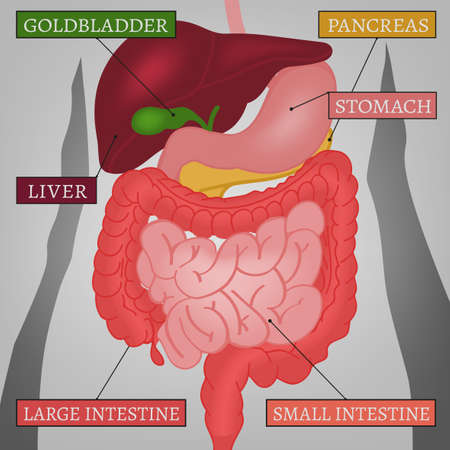 Beautiful vector illustration of the body internal parts. Abstract medicine concept. Useful for poster, indographics, placard, leaflet, brochure, print, book and ad graphic design.のイラスト素材