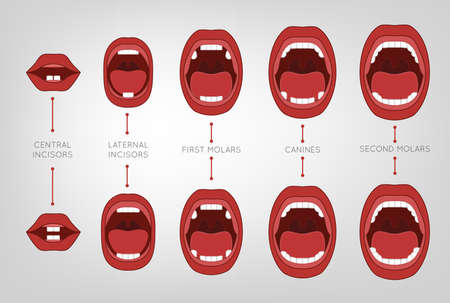 Baby First Teeth Chart. Vector illustration in pink and red colours on a light grey background with eruption time information. Medical and healthcare concept.のイラスト素材