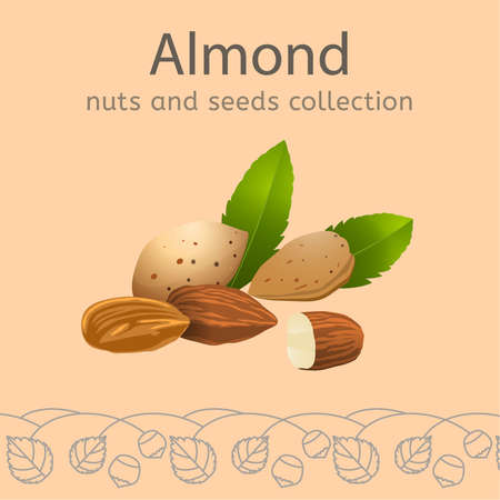 Nuts and seeds collection Imageのイラスト素材