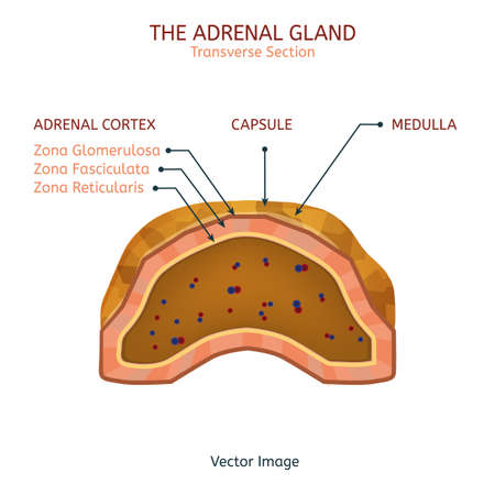 Adrenal Gland Imageの写真素材