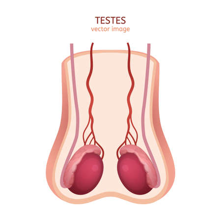 Male Testes Image