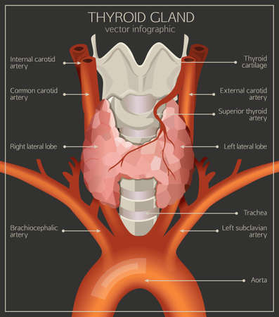 Thyroid System Image