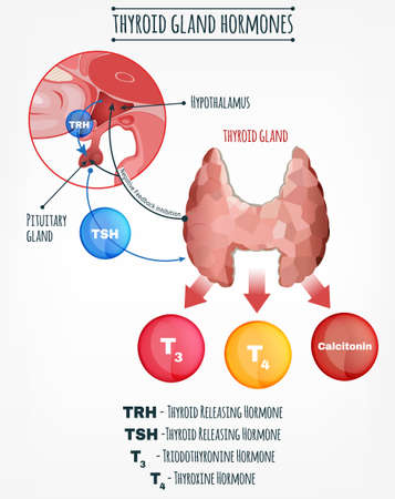 Thyroid hormones vector image. Human endocrine system. Anatomical infographic.のイラスト素材
