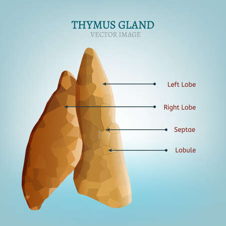 Thymus gland image. Vector illustration isolated on a light blue background.のイラスト素材