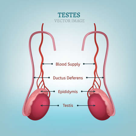 Male reproductive organs. Testis and vessels. Vector illustration. Medical, anatomical and educational image.のイラスト素材
