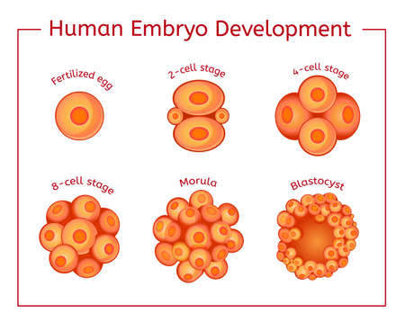 Embryo Development Imageのイラスト素材