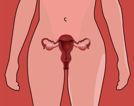 Female reproductive system. Vector illustration isolated on a pink background.のイラスト素材