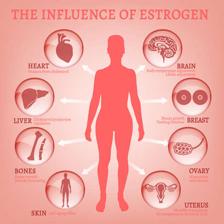 Estrogen effects Infographicのイラスト素材