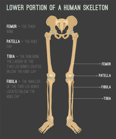 Human leg bones image. Vector illustration isolated on a dark grey background useful for creating medical and scientific materials. Anatomy, medicine and biology concept.のイラスト素材
