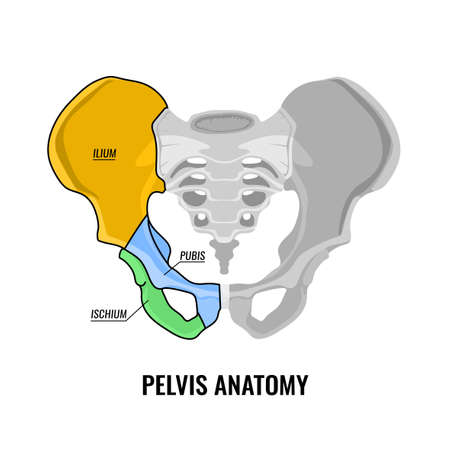 Human pelvis anatomy scheme illustration isolated on a white background.