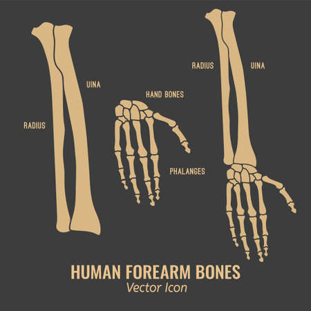 Human forearm bones icons. Chest image in a flat style. Vector illustration in beige colour isolated on a dark grey background.のイラスト素材