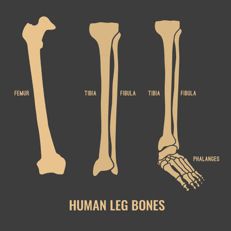 Human leg bones icons. Chest image in a flat style. Vector illustration in beige colour isolated on...