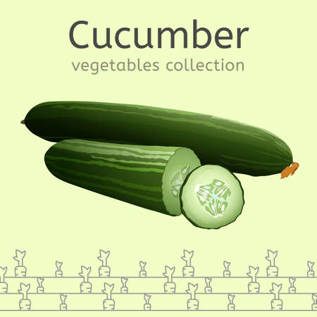 The cucumber image isolated on a light background. Vegetables collection   Vector illustrationのイラスト素材