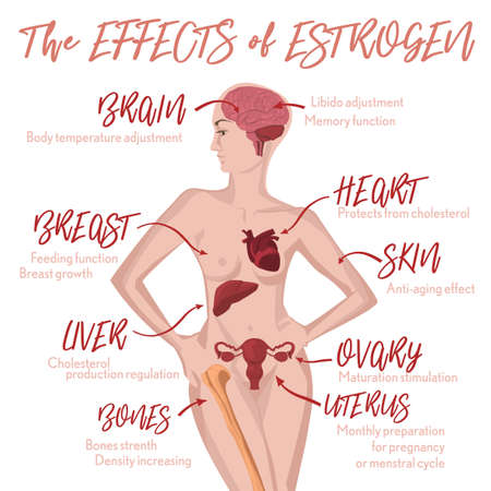 Estrogen effects Infographic image isolated on a light pink background. Female sex hormone and it s role in human body. Scientific, educational and popular-scientific concept.のイラスト素材