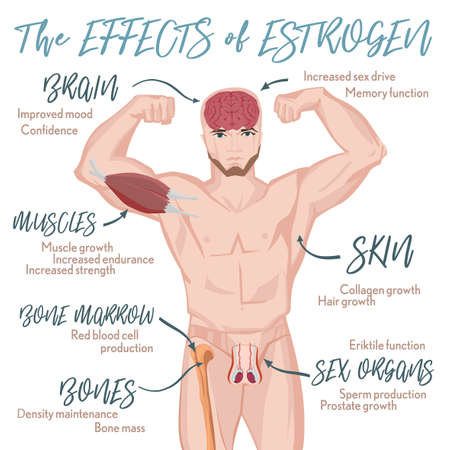 Testosterone effects Infographic image isolated on a light blue background. Male sex hormone and it s role in human body. Scientific, educational and popular-scientific concept.のイラスト素材