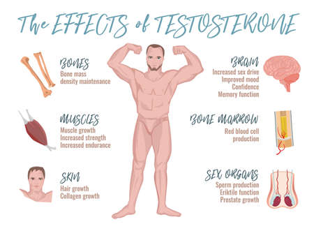 Testosterone effects Infographic image isolated on a light blue background. Male sex hormone and it s role in human body. Scientific, educational and popular-scientific concept.のイラスト素材