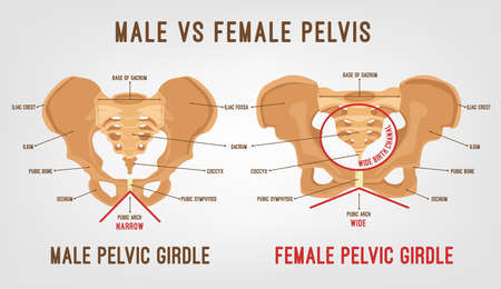 Male vs female pelvis main differences. Detailed vector illustration isolated on a light grey background. Medical and anatomical concept.のイラスト素材