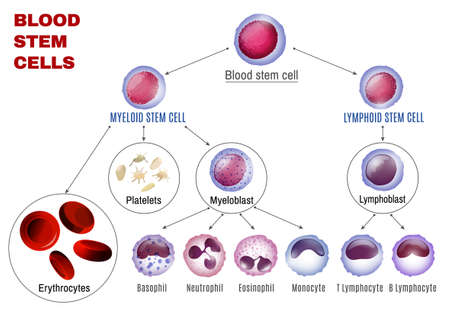 Blood stem cells types. Editable vector illustration isolated on white background. Erythrocytes, plateletes, leukocytes, lymphocytes, monocytes and more. Educational medical poster in landscape format.のイラスト素材