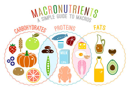 Main food groups - macronutrients. Carbohydrates, fats and proteins in comparison. Dieting, healthcare and eutrophy concept. Vector illustration isolated on a white background. Landscape poster.のイラスト素材