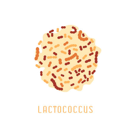 Lactobacillus acidophilus. Lactic acid bacteria. Streptococcus Group. Editable vector illustration...