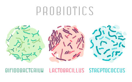 Probiotic bacteria icon, Lactobacillus, bifidobacterium, streptococcus. Food and healthy nutrition ...