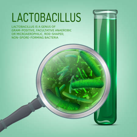 Lactobacillus probiotics. Normal gram-positive anaerobic flora. Editable vector illustration with lactobacillus in green colors isolated on light  background. Medical, healthcare, scientific conceptのイラスト素材