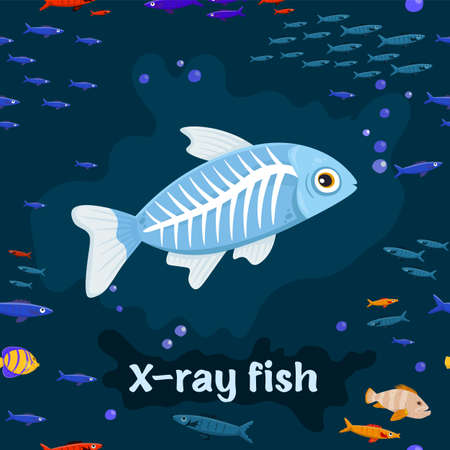 X-ray fish. Species of characin in the genus Pristella.のイラスト素材