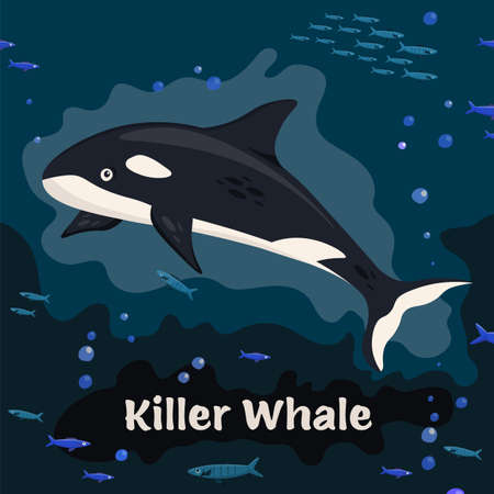 Killer whale. Sea animals collection. Vector illustrationのイラスト素材