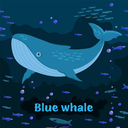 Blue whale. Sea animals. Editable vector illustrationのイラスト素材