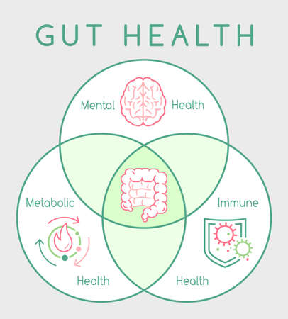 Why gut health matters. Vertical poster. Medical infographic.のイラスト素材