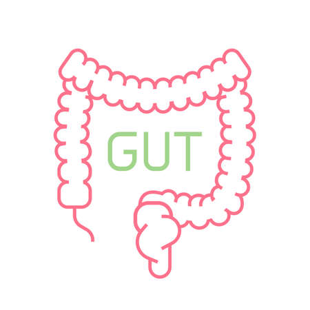 Gut digestion Icon. Human organ vector sign.のイラスト素材