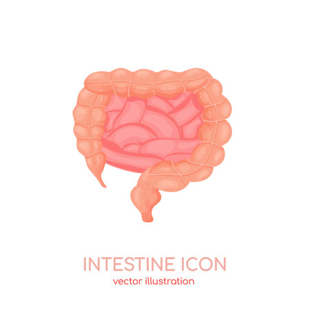 Human intestine icon. Healthy tract of digestive system, gut, bowel canal. Vector illustration for medical website, appsのイラスト素材