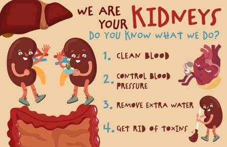 Kidney landscape poster for awareness, checking health, prevention of urology system diseases.