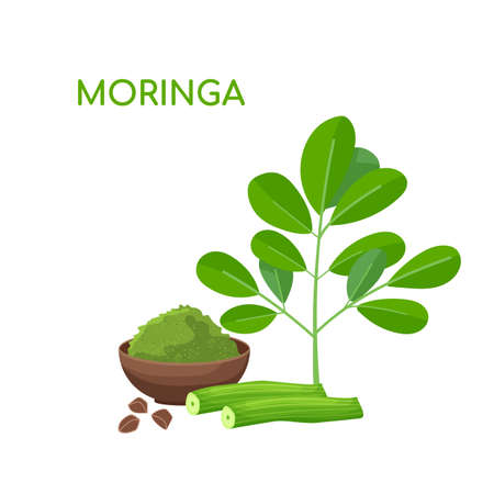 Moringa oleifera. Useful plant with many vitamins and minerals.のイラスト素材
