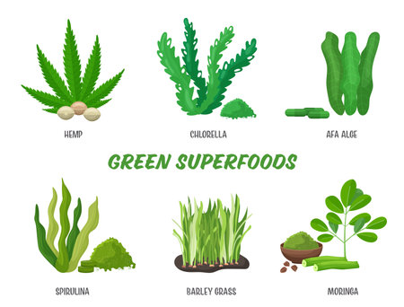Superfoods set, vector illustration. Healthy nutritious productsのイラスト素材