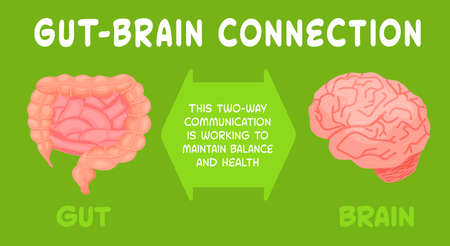 Gut-brain connection. Medical, scientific, healthcare concept. Vectorのイラスト素材