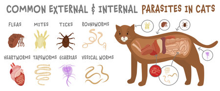 Common external and internal parasites in cats.のイラスト素材
