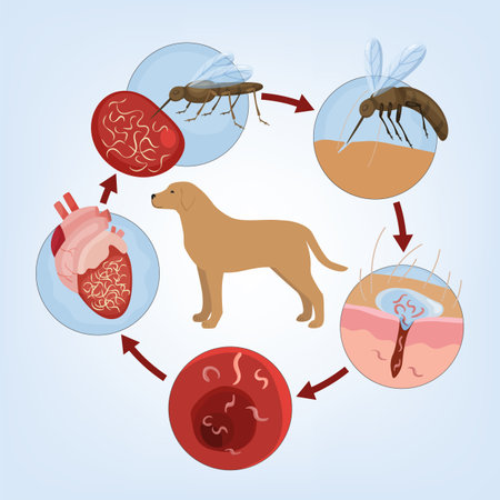Heartworm disease in dogs. Editable vector illustration.のイラスト素材