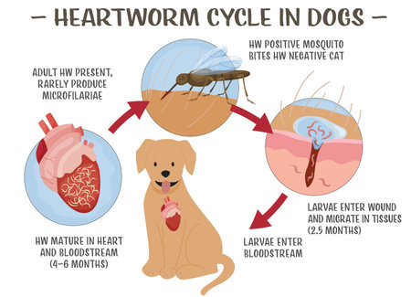 Heartworm disease in dogs. Editable vector illustration.のイラスト素材