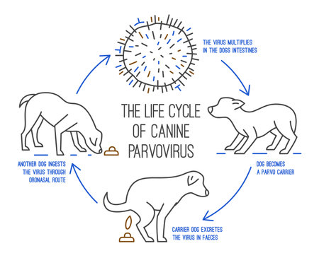 The life cycle of parvovirus in dogs. Canine gastrointestinal disease.のイラスト素材